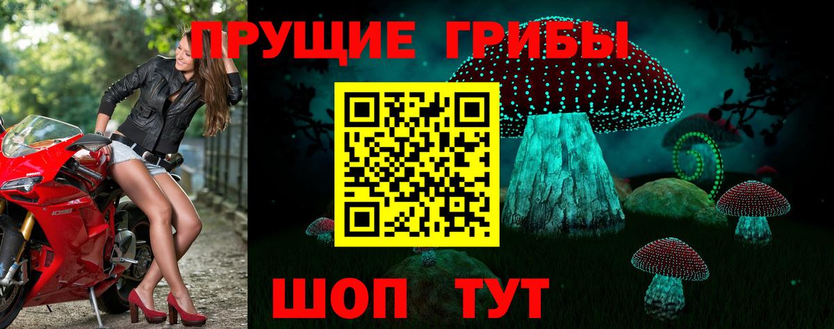 Галлюциногенные грибы Cubensis Саяногорск